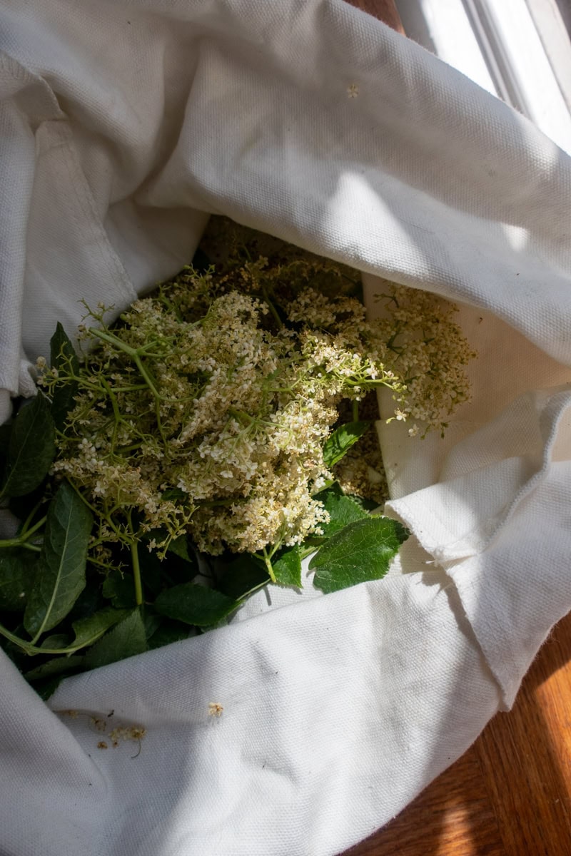 Fresh Elderflower - Georgie Mullen